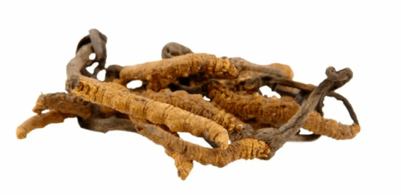 Gluconol'te cordyceps mantarı